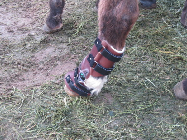 Farm Animal Orthotics - Animal Leg Braces - Starting at $795 - Image 6