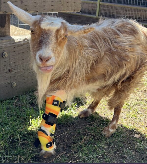 Farm Animal Orthotics - Animal Leg Braces - Starting at $795 - Image 8