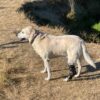 Dog Hock, Tarsus, Achilles Brace - Dog Back Leg Brace - Image 5