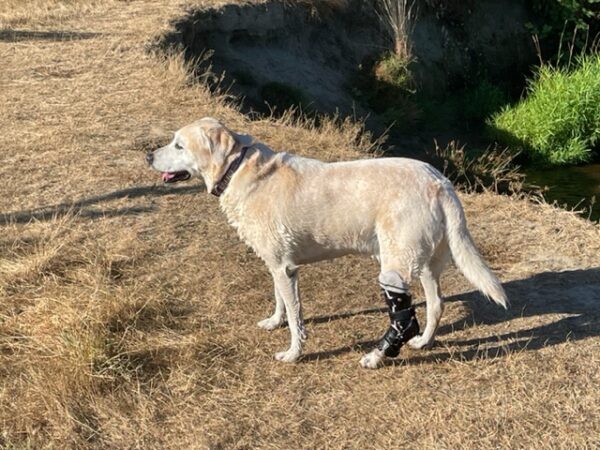 Dog Hock, Tarsus, Achilles Brace - Dog Back Leg Brace - $645 - Image 5