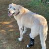 Dog Hock, Tarsus, Achilles Brace - Dog Back Leg Brace - Image 6