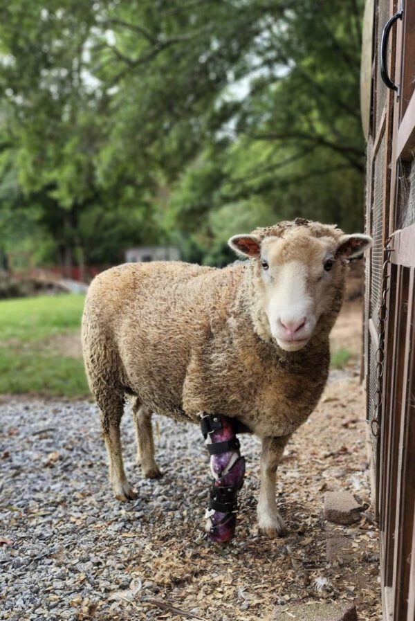 Farm Animal Prosthetic- Partial Limb Horse Prosthetic and Goat Prosthetic -  Starting at $995 - Image 6
