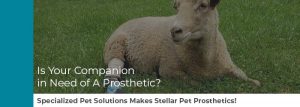 animal prosthetics