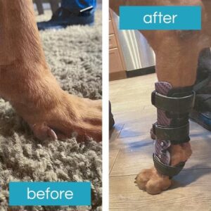 Dog Wrist Brace or Dog Carpal Brace without Paw-  - $645