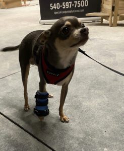 dog carpal brace