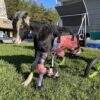 Animal Wheelchair - KartWheelZ - Specialized Pet Solutions