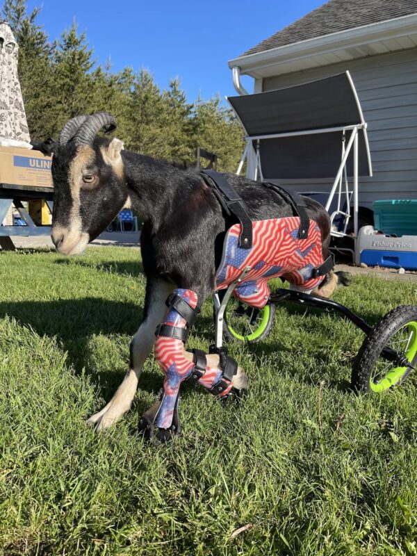 Animal Wheelchair - KartWheelZ - Specialized Pet Solutions