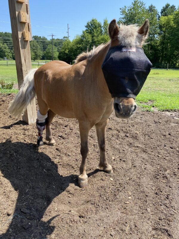 Mini Horse Prosthetic