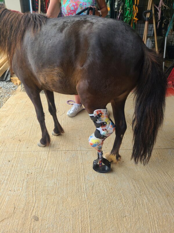 pony prosthesis