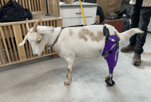 farm animal prosthetic