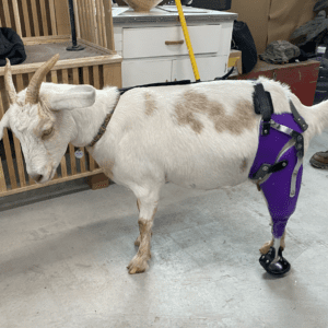 farm animal prosthetic