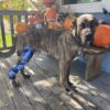 dog knee brace and hock brace combo