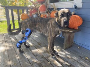 dog knee brace and hock brace combo