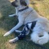 Stifle/Hock Combo Brace - Image 2