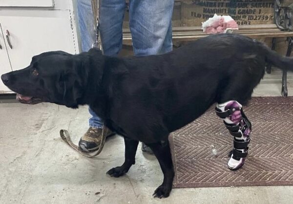 Dog Hock Brace With Added Paw Section - Image 5