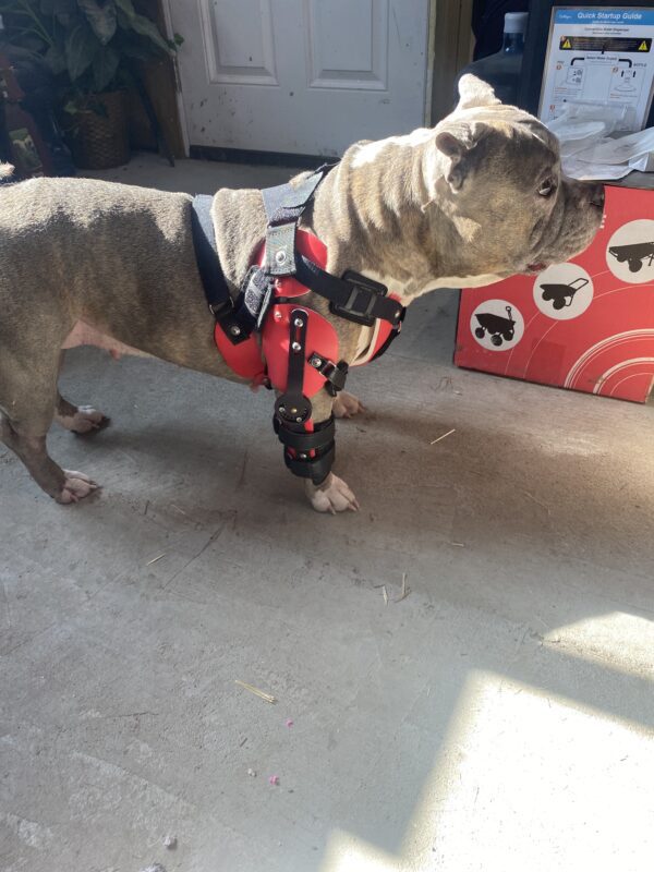 Dog Hybrid Shoulder / Elbow Brace - (Starting at $1295) - Image 2