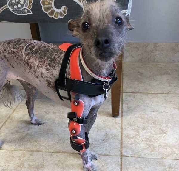 Dog Hybrid Shoulder / Elbow Brace - (Starting at $1295) - Image 4