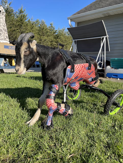 goat prosthetic anmd wheels