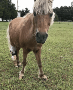 prosthetic for a pony.