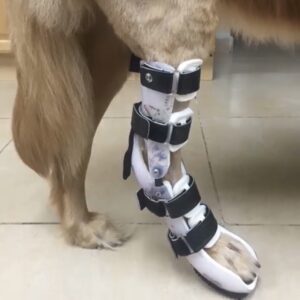 Dog Hock Brace With Added Paw Section