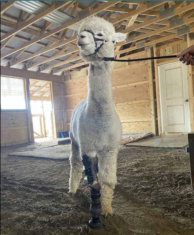 Farm animal prosthetic Alpaca