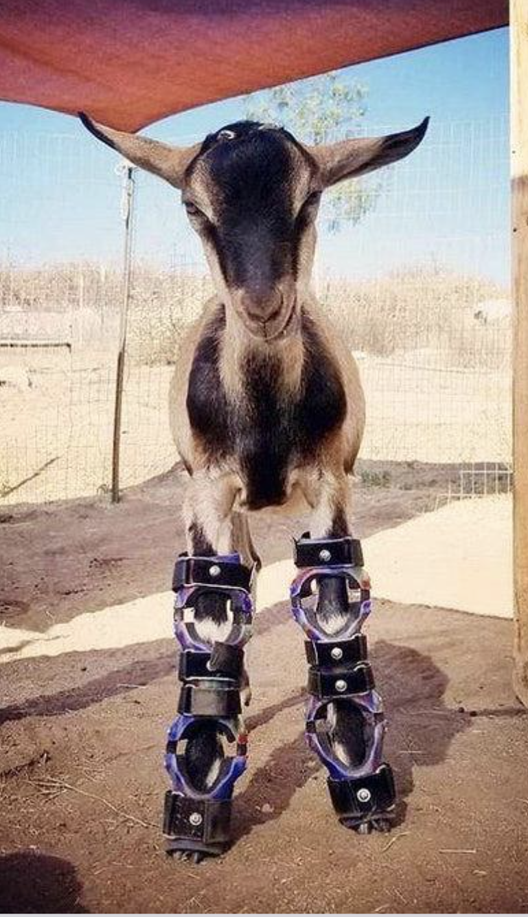 Goat Braces Bilateral