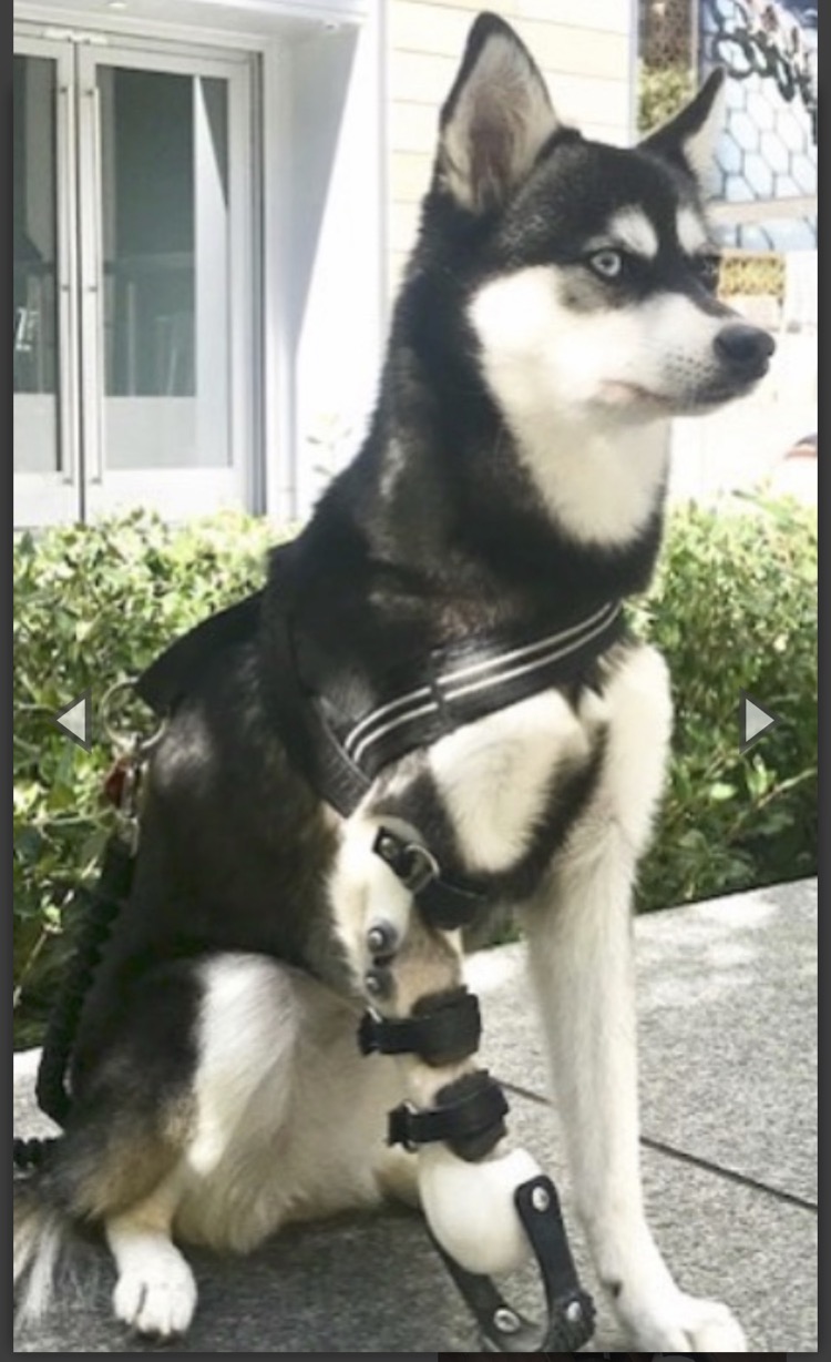 Partial Limb Dog Prosthetic