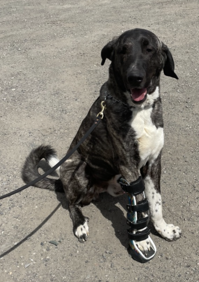 Dog Wrist Brace with Paw - Dog Carpal Brace with Paw - Image 4