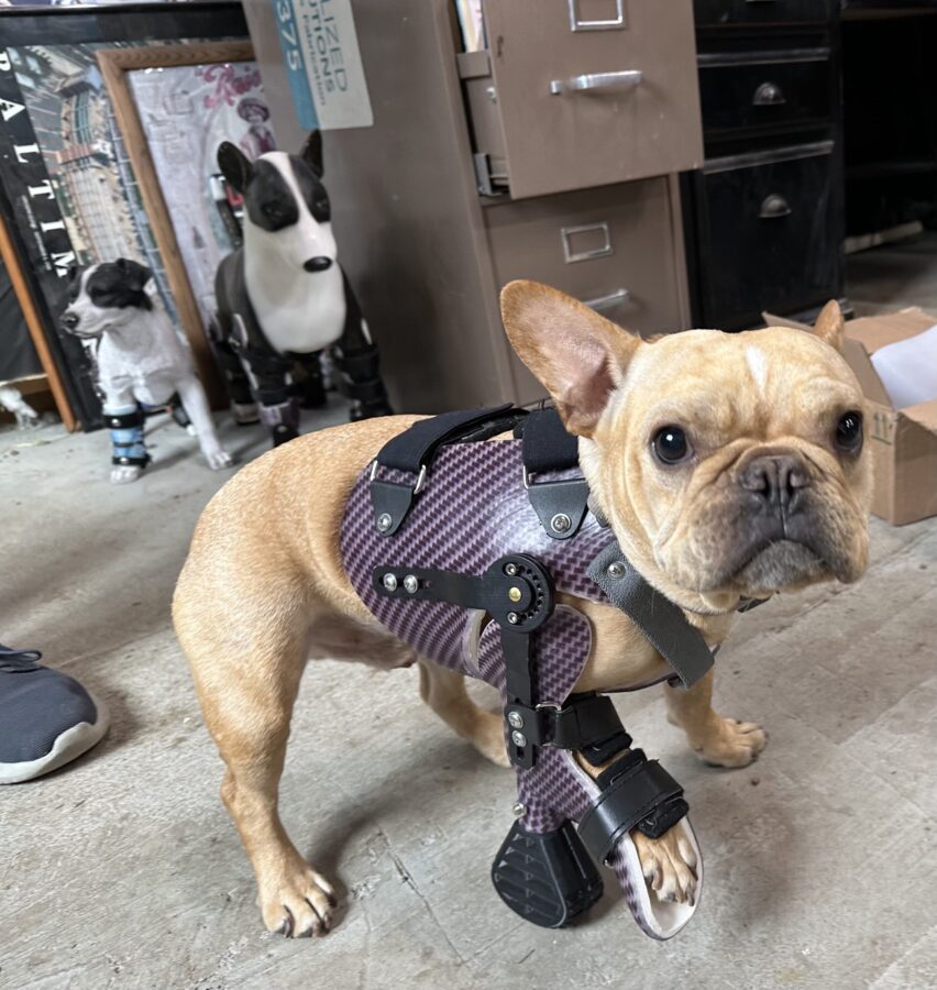Partial Limb Dog Prosthetic -  Small Animal Prosthetic - Image 8