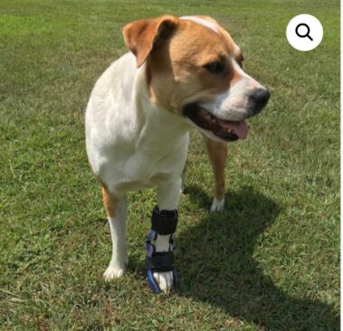 Dog Wrist Brace with Paw - Dog Carpal Brace with Paw - Image 2