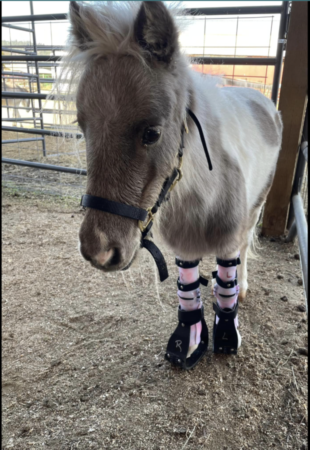 farm animal prosthetic