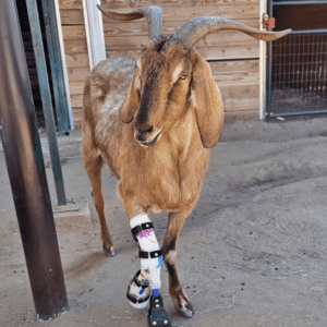 Hybrid Orthotic Prosthetic Device