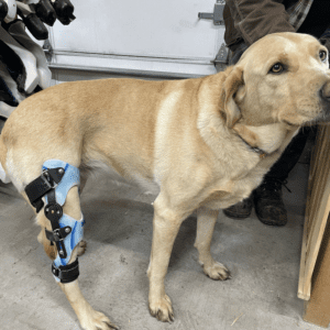 Stifle Brace With Range of Motion Hinge