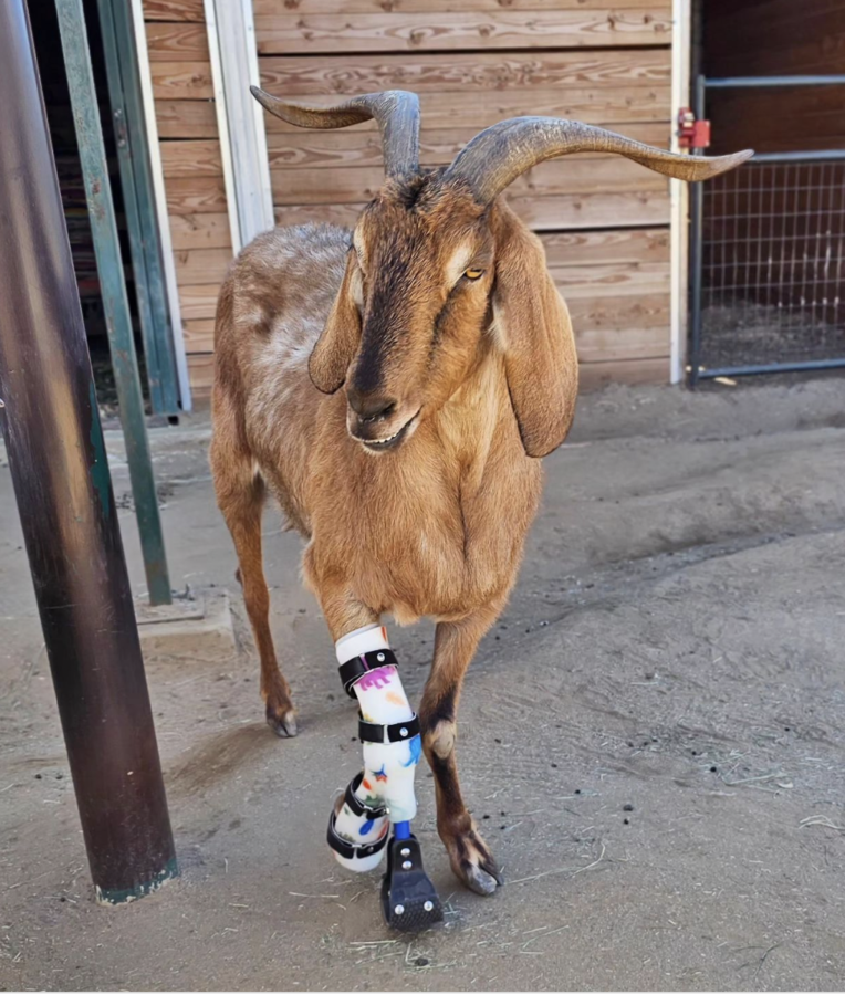 Hybrid animal Orthotic and prosthetic Hybrid animal Orthotic and prosthetic